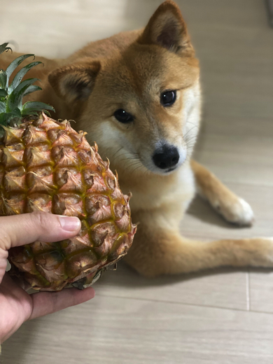 パイナップルとワンコ