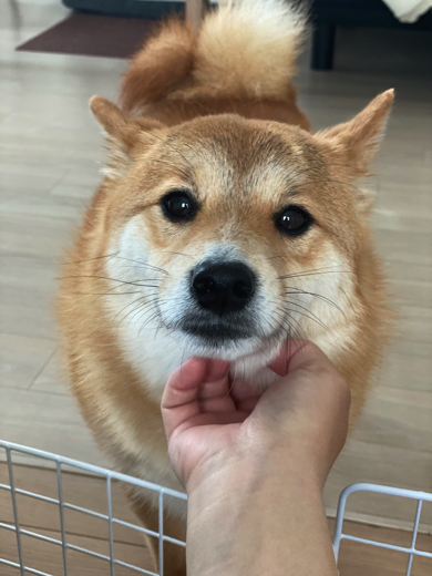 コチョコチョを楽しむワンコ