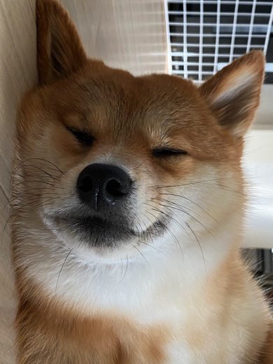 すやすや眠るワンコ