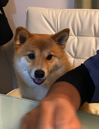 パンを見つけたワンコ