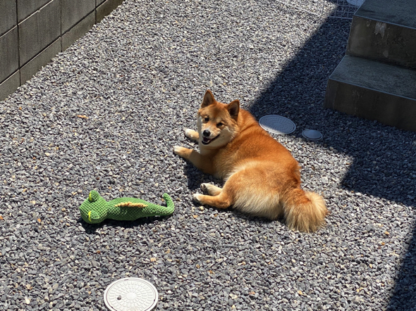 トカゲと日向ぼっこをするワンコ