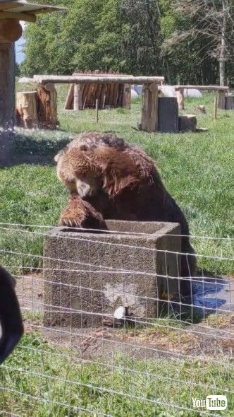 水をかけられて頭を洗うクマ