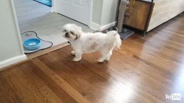 後ろ歩きする犬