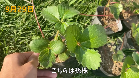 イチゴの水耕栽培