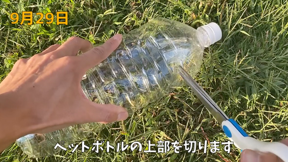 イチゴの水耕栽培