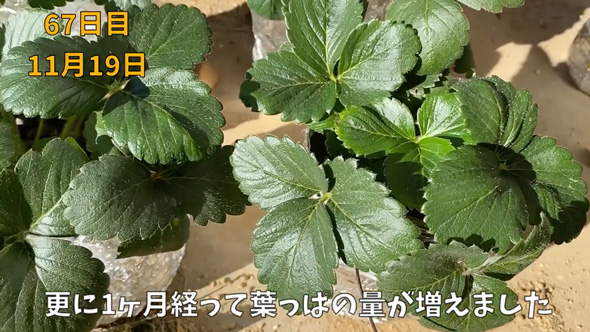 イチゴの水耕栽培