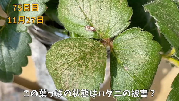 イチゴの水耕栽培