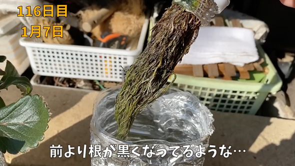 イチゴの水耕栽培