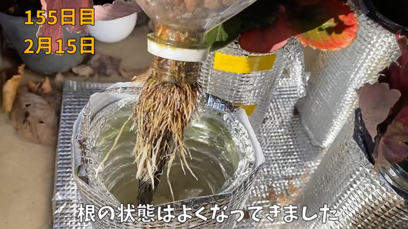 イチゴの水耕栽培