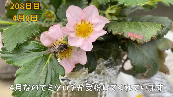 イチゴの水耕栽培