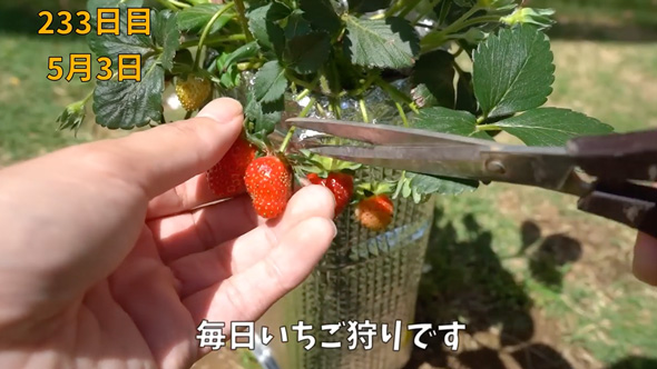 イチゴの水耕栽培