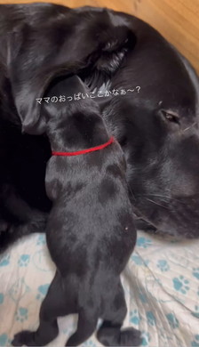 おっぱいを探す子犬