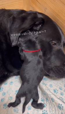 おっぱいを探す子犬