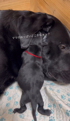 おっぱいを探す子犬