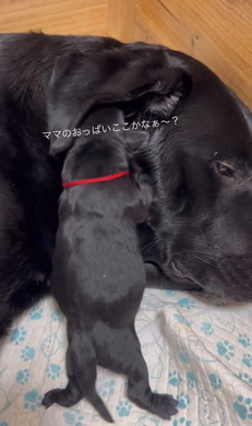 おっぱいを探す子犬