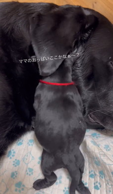 おっぱいを探す子犬