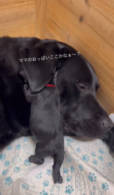 おっぱいを探す子犬