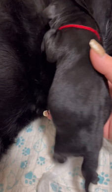 おっぱいを探す子犬