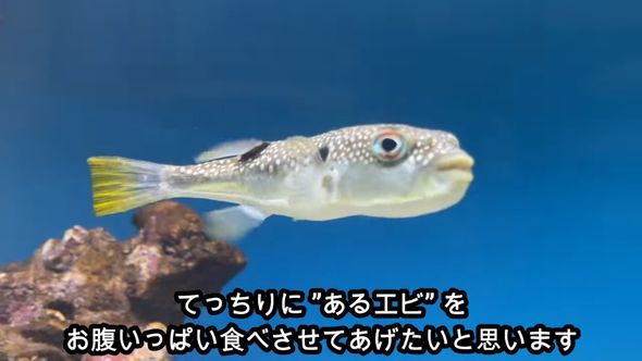飼っているフグに推定1000匹のエビを食べてもらう