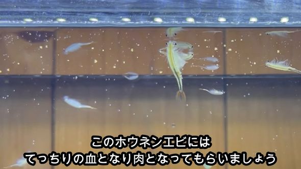 フグに食べてもらうホウネンエビ