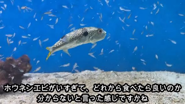 飼っているフグに推定1000匹のエビを食べてもらう