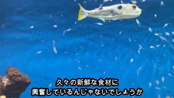 飼っているフグに推定1000匹のエビを食べてもらう