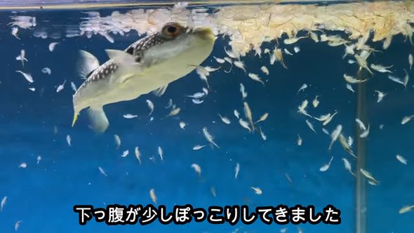 飼っているフグに推定1000匹のエビを食べてもらう