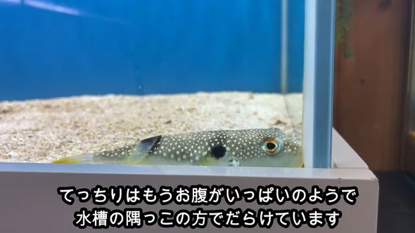 飼っているフグに推定1000匹のエビを食べてもらう