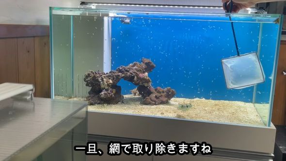 飼っているフグに推定1000匹のエビを食べてもらう