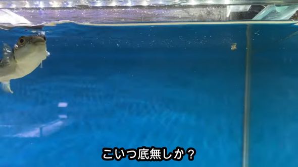飼っているフグに推定1000匹のエビを食べてもらう