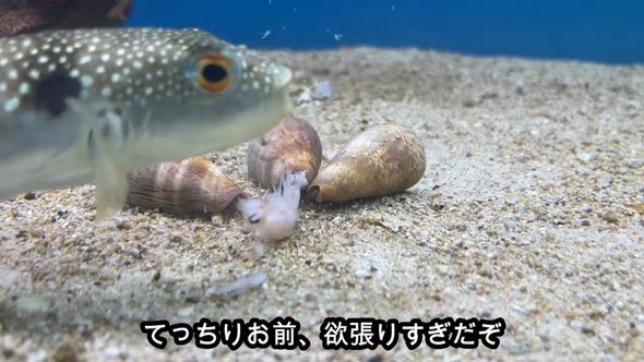 飼っている貝のエビまで食べてしまうフグ