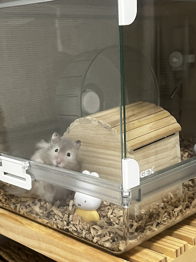 起きてきたころもちゃん
