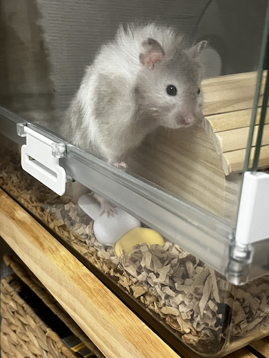 ミッフィーを踏むころもちゃん