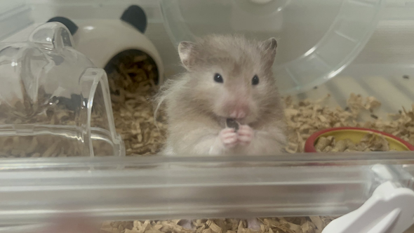 怒るころもちゃん