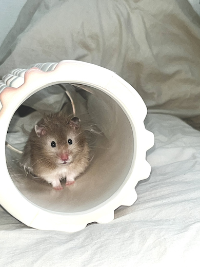 番組視聴中のころもちゃん