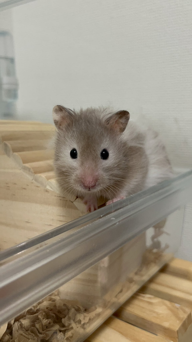 見つめるころもちゃん