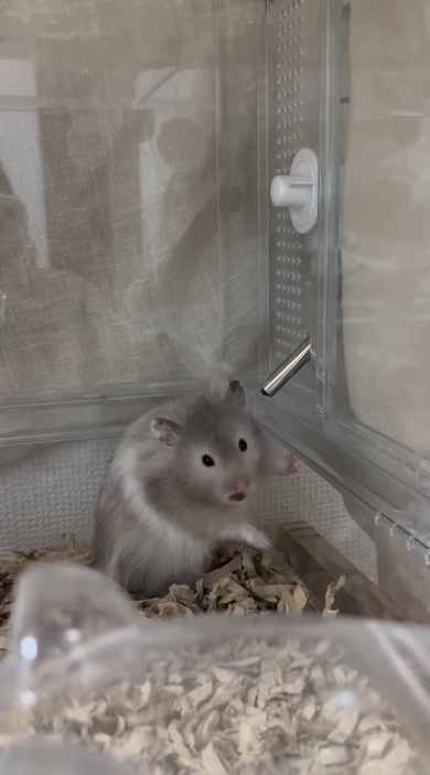 ハテナなころもちゃん