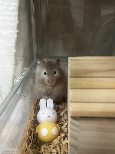 トトロ系ころもちゃん