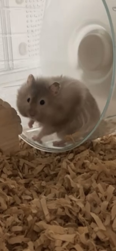 デカいころもちゃん