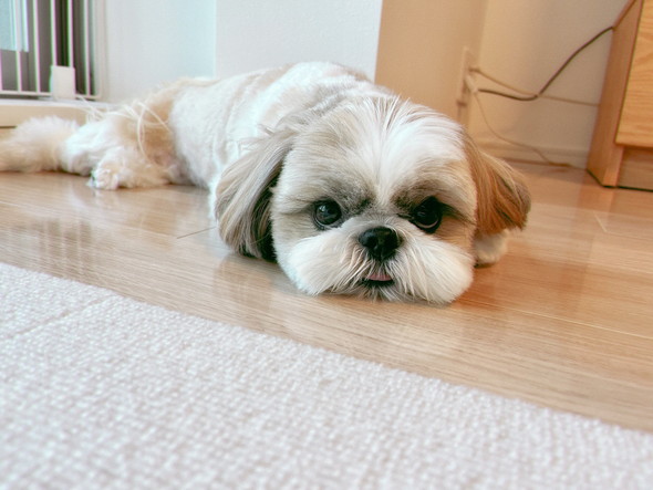 床でくつろぐシーザーのワンコ