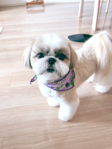 トリミングしたてのシーザーのワンコ