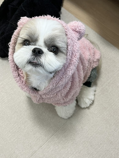 見上げるシーザーのワンコ