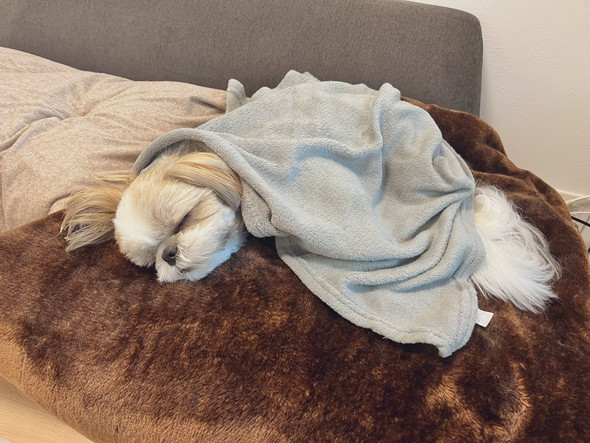 眠るシーザーのワンコ