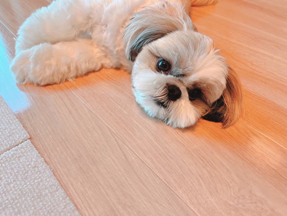 横になっているシーザーのワンコ