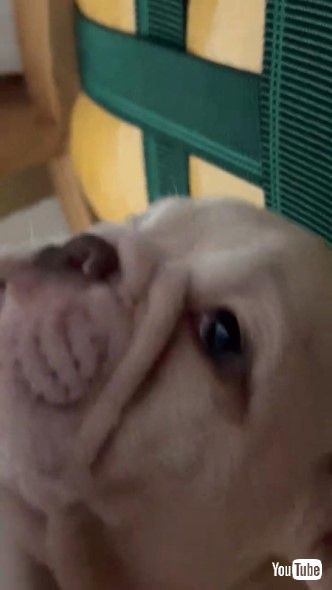 ソファの下のスペースに隠れるブルドッグ