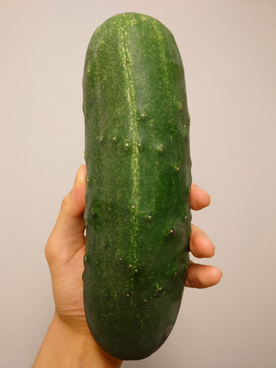 加賀太きゅうり