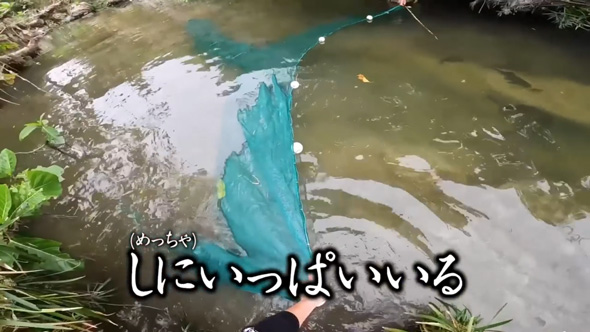 沖縄の川で異常繁殖している外来種を捕獲