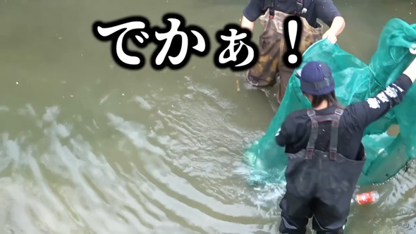 沖縄の川で異常繁殖している外来種を捕獲