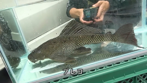 沖縄の川で異常繁殖している外来種を捕獲