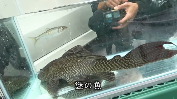 沖縄の川で異常繁殖している外来種を捕獲